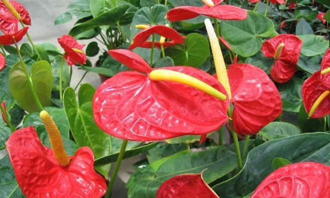花烛风水（点亮花烛）