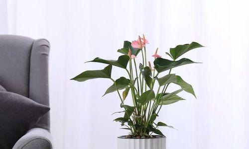 花烛风水（点亮花烛）