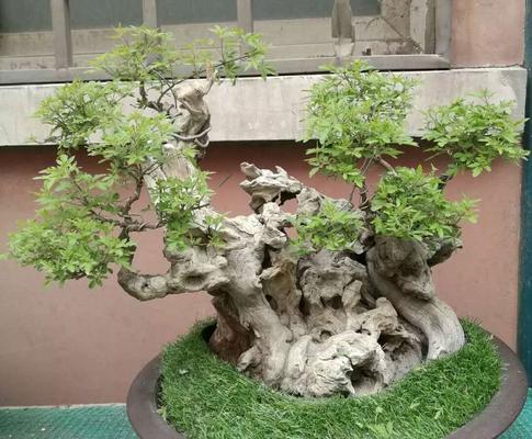 黄荆盆景的风水寓意与摆放位置（探索黄荆盆景在风水中的奥秘）