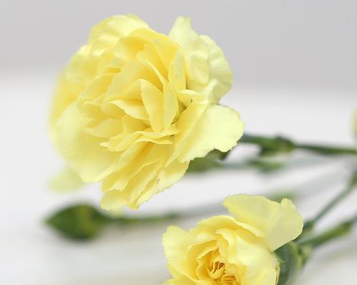 黄康乃馨花语——美丽的祝福（花开笑春风）