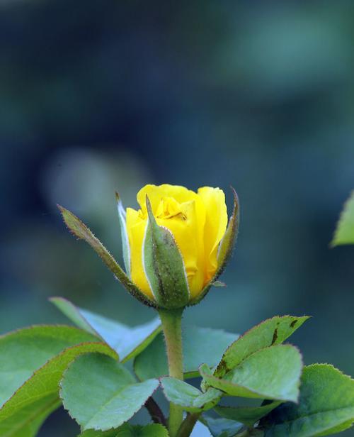 黄色月季花的寓意与象征（探究黄色月季花所代表的意义和象征性）