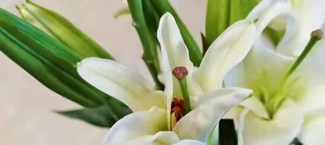 金百合花（金百合花的寓意及花语）