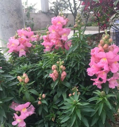 金鱼花的花语及其象征意义（揭开金鱼花的花语之谜）