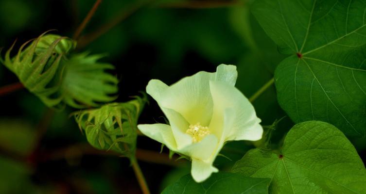 晋江市的市花——白兰花的象征意义（探索白兰花的文化内涵与城市形象）