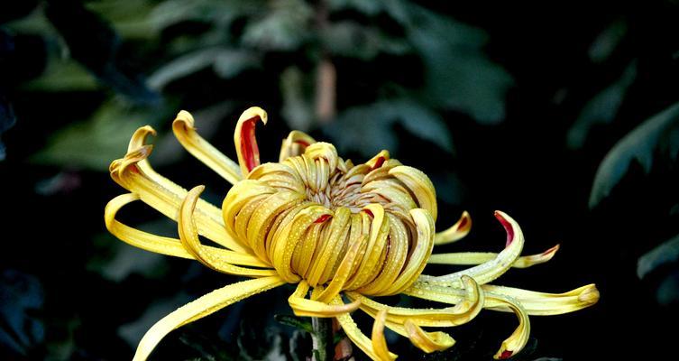 菊花与十二生肖的象征意义（探索菊花的神秘寓意）