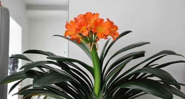 以君子兰花语与寓意（探寻君子兰的深意和象征意义）