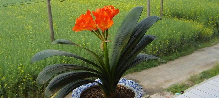 君子兰开花风水寓意与好运（君子兰开花的喜庆寓意与注意事项）