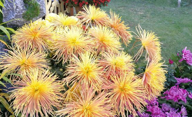 开封市的市花及其寓意（揭秘开封市的市花——丁香花）