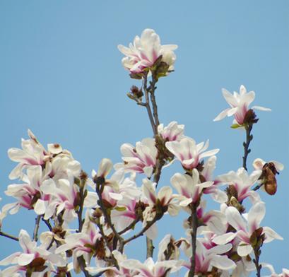 开封市的市花及其寓意（揭秘开封市的市花——丁香花）