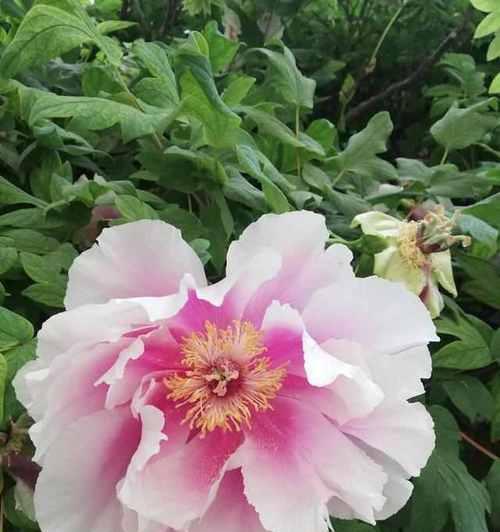 昆山市花的花种及象征意义（昆山市花的故事与美丽）