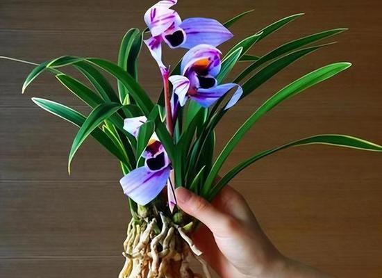 兰花草的开花时间与寓意（探寻兰花草的开花奥秘与象征意义）