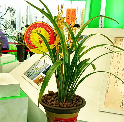 用兰花寓意高尚品质（兰花之美与人格修养的对比）