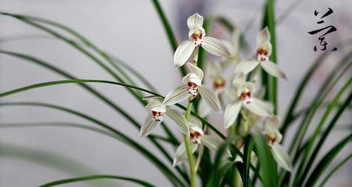 兰花的花语和寓意（揭秘兰花的深刻内涵与美丽寓意）