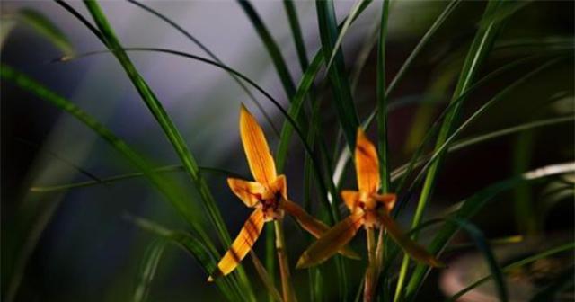 兰花的花语及代表意义（品味兰花花语）