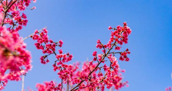 以蓝桉的花语及开花特点（探秘以蓝桉花的含义与美丽）