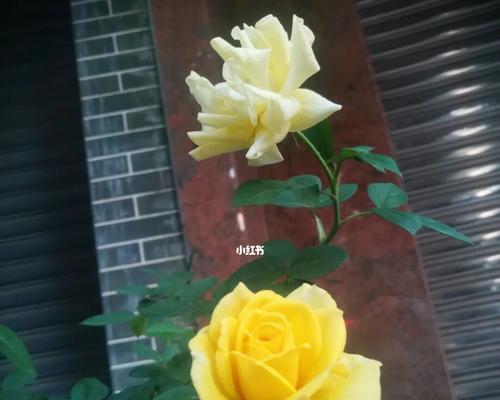 以蓝桉的花语及开花特点（探秘以蓝桉花的含义与美丽）