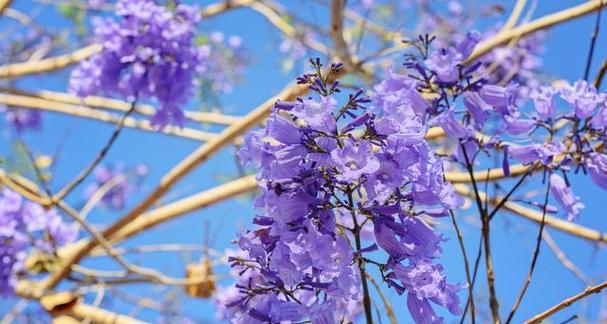 蓝花楹的花语与寓意（探寻蓝花楹的神秘符号和象征意义）