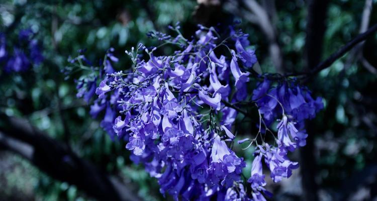 蓝花楹的花语与寓意（探寻蓝花楹的神秘符号和象征意义）