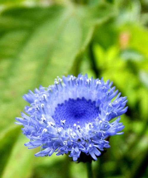 蓝色风信子花语（追寻春天的脚步）