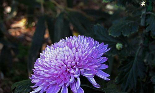 蓝色菊花的花语和寓意——美丽与希望（蓝色菊花的花语给我们传递了什么）
