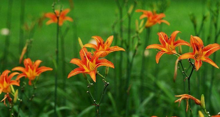 龙眼花语之美（龙眼花语的寓意与象征意义一览）