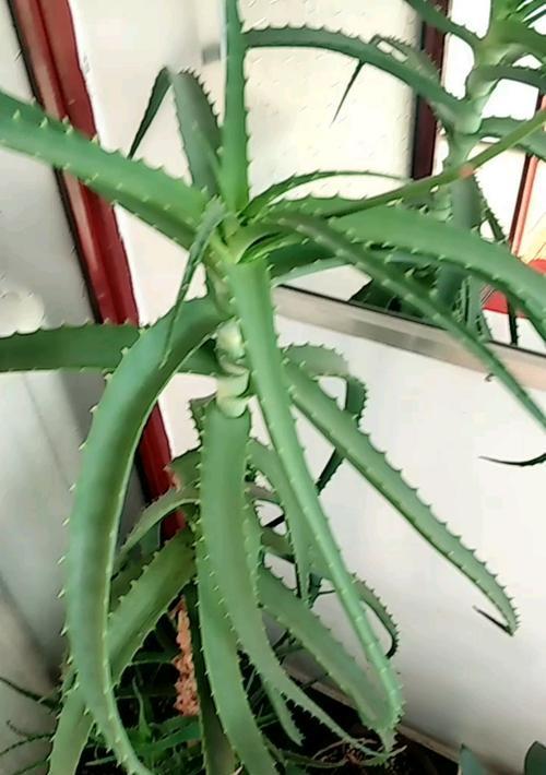 以龙爪开花（揭示龙爪开花的寓意及对人生的启示）
