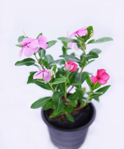 长春花（探寻长春花所象征的深刻意义）
