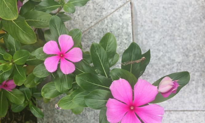 长春花（探寻长春花所象征的深刻意义）
