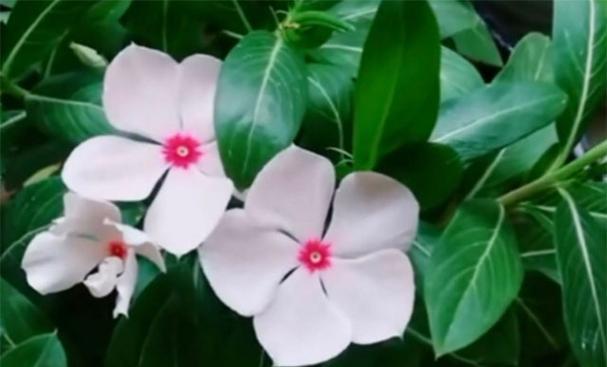 长春花（探寻长春花所象征的深刻意义）