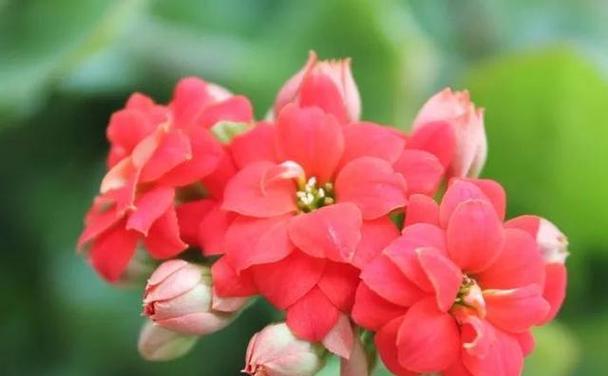 长寿花花语（探寻长寿花的神秘之谜与象征意义）