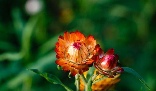 麦秆菊（揭示麦秆菊的花语和寓意）