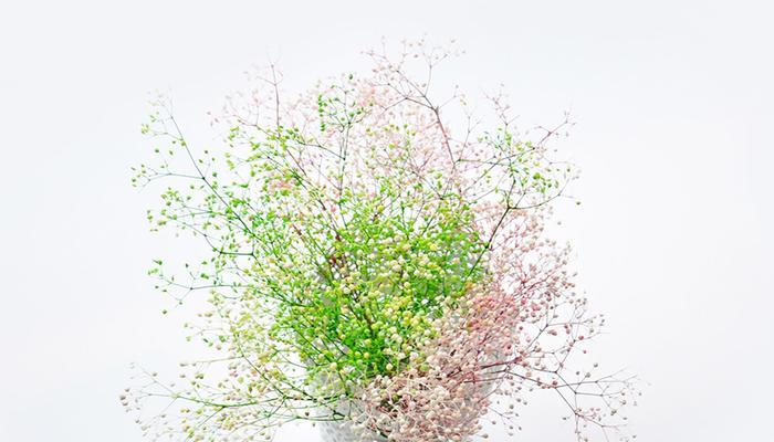 满天星花的象征意义及美丽之秘（探索满天星的美丽神奇与象征意义）