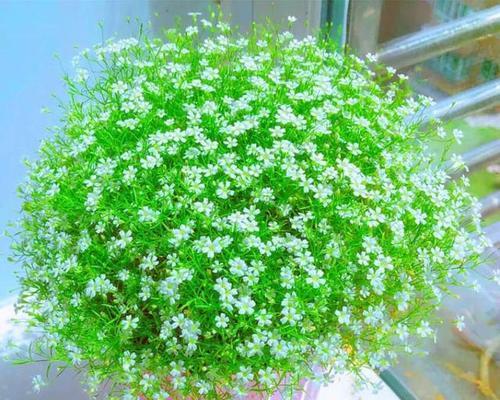 满天星花语的含义和象征（探索满天星花的浪漫与神秘）