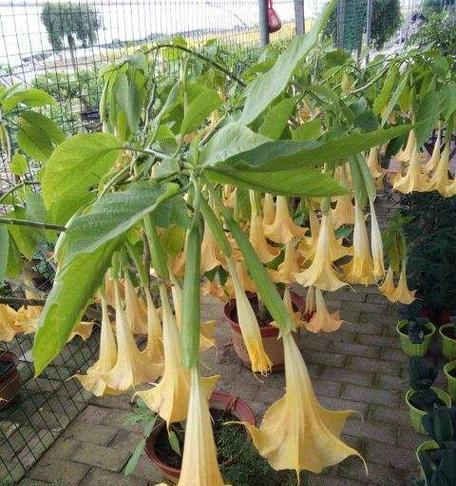 曼陀罗花（揭开曼陀罗花的象征意义与独特魅力）