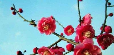 梅花之美（探索梅花不同颜色与其象征意义的奥秘）