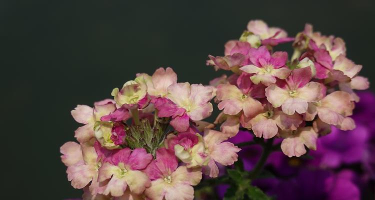 美女樱的花语与寓意（探索樱花的花语和象征意义）