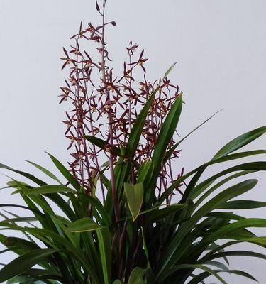 墨兰花语之优雅与坚韧（品味高贵）