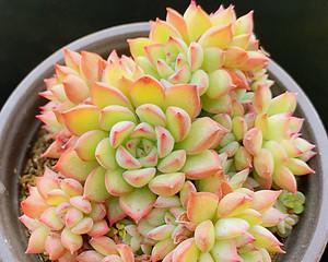 女雏会开花吗（女雏开花）