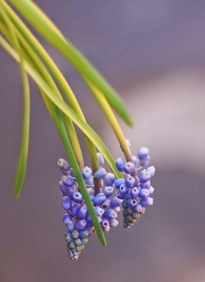 葡萄之花（葡萄花语与寓意解读）