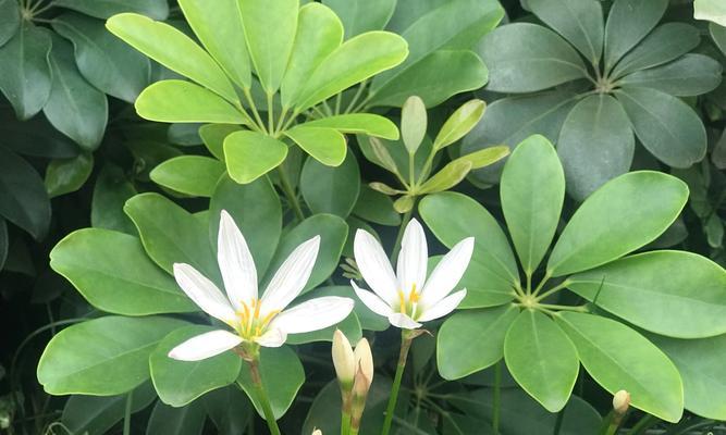 以菩提开花——修行者的觉醒之路（菩提花的盛放与意义）