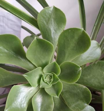以菩提开花——修行者的觉醒之路（菩提花的盛放与意义）