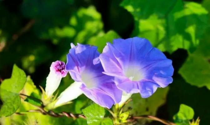 牵牛花（探索牵牛花的浪漫与神秘）