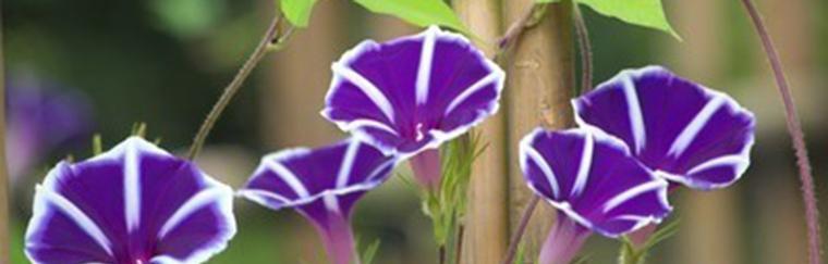 牵牛花（探索牵牛花的浪漫与神秘）