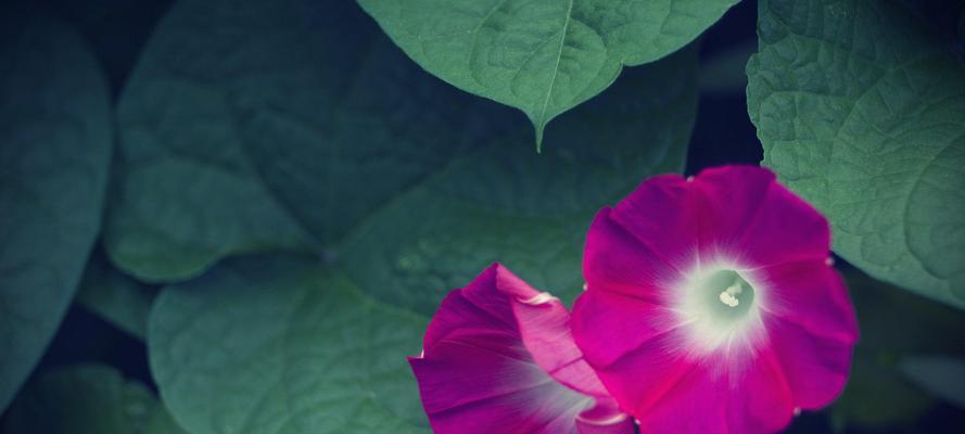 牵牛花（探索牵牛花的浪漫与神秘）
