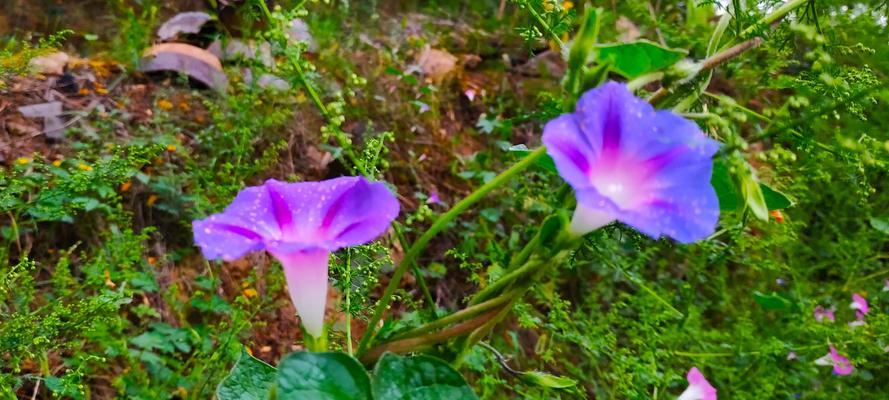 牵牛花的花语及其寓意（牵牛花花语解析）