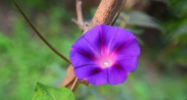 牵牛花的花语及其寓意（牵牛花花语解析）