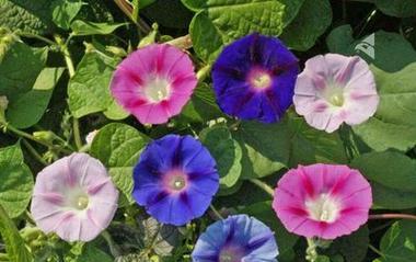 牵牛花的花语及其寓意（牵牛花花语解析）
