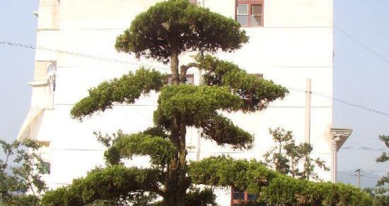 青松（松树代表人格坚强）