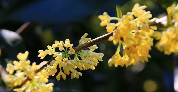 日照市花桂花的象征意义（传承千年的芬芳）