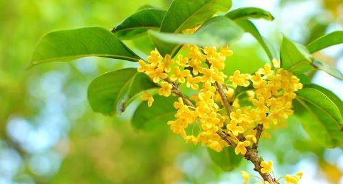 日照市花桂花的象征意义（传承千年的芬芳）